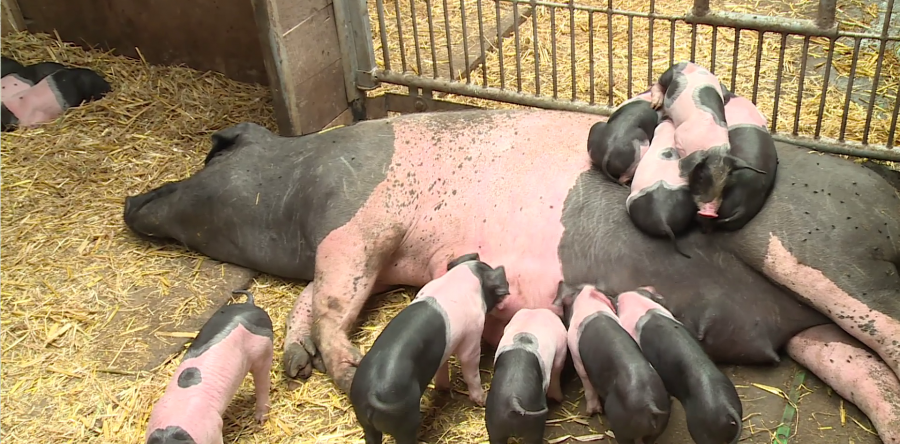 Artgerechte Tierhaltung und menschenwürdige Arbeitsverhältnisse als Antwort auf die Skandale der Billiganbieter